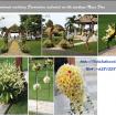 frangipani decoration - beach wedding package 
