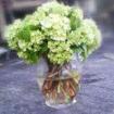 simple green hydrangea centerpiece