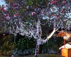 Fairy Light tail on trees