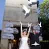 Dove release Kayumanis nusa dua 